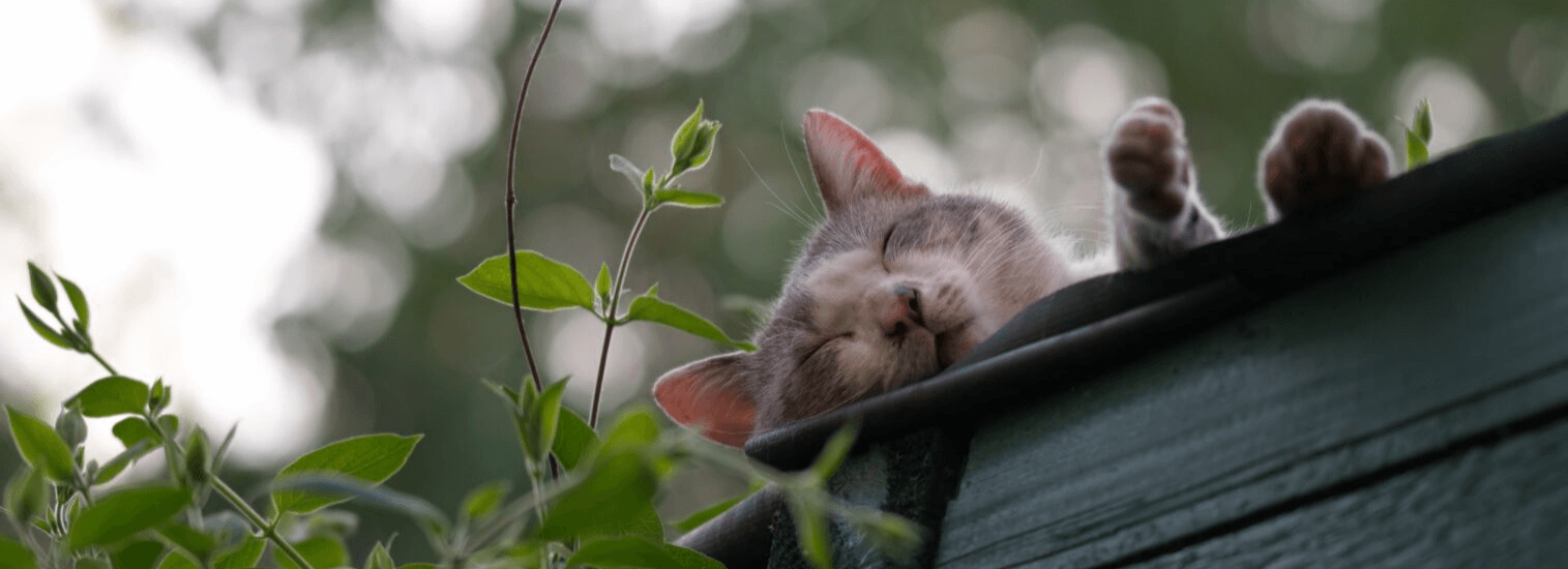 Lafayette California Veterinarians