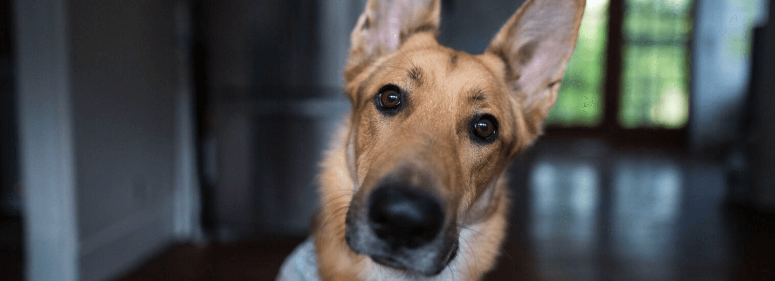 Lafayette California Veterinarians