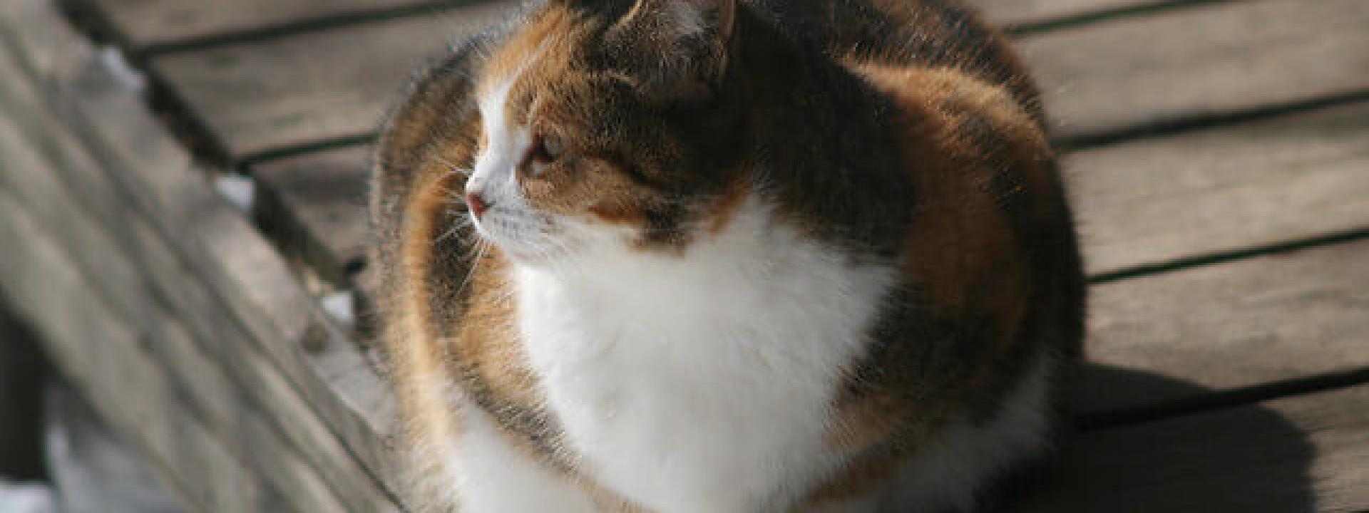 fat-cat