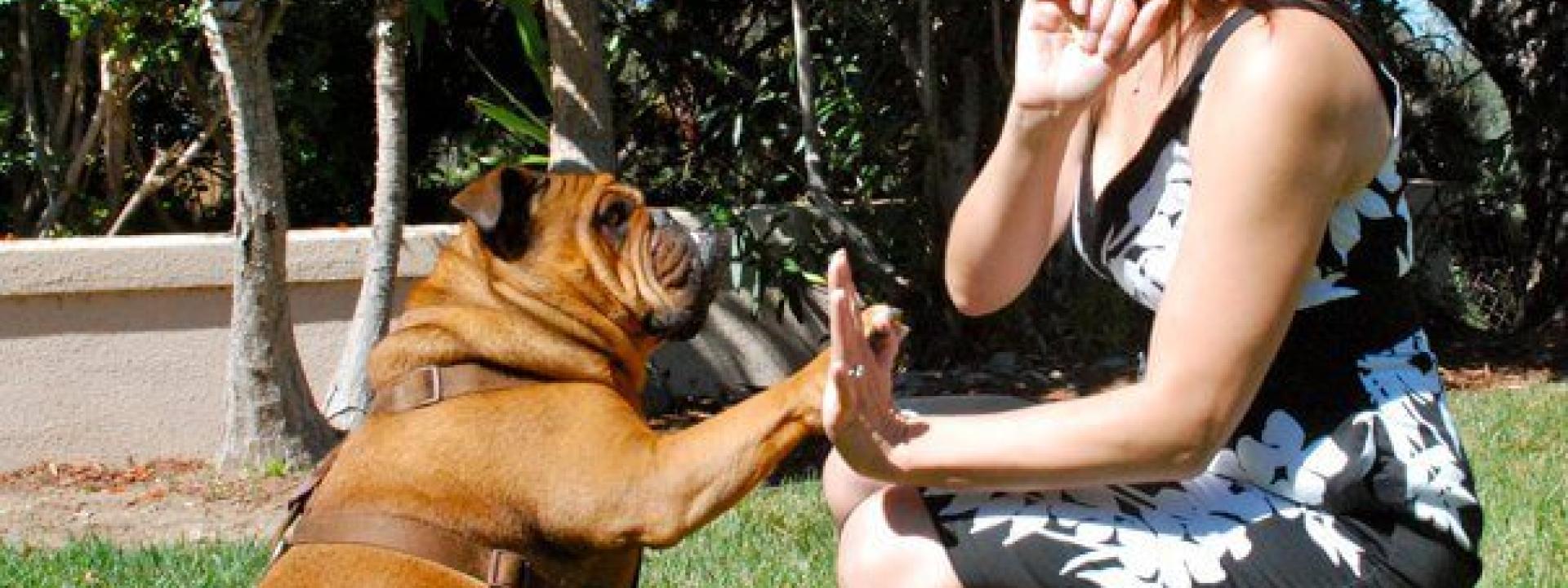 dog-high-five