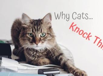 Why Cats Knock Things Over