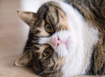 A Pet's Guide To Weight Loss